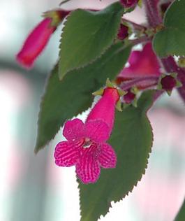 五角絨花圖片