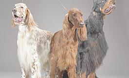 貴賓犬圖片