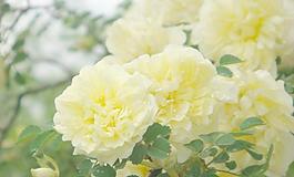 黃色薔薇圖片