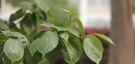 春季野外植物攝影圖片