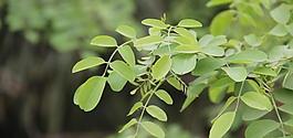 春季野外植物攝影圖片