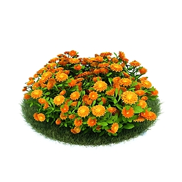 盛開的小雛菊