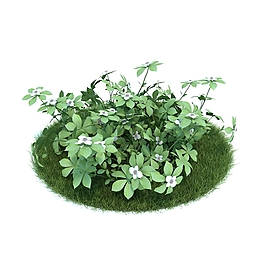 草坪植物