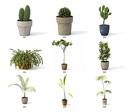 仙人掌植物