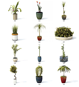藝術家居植物