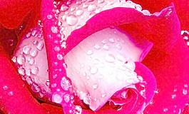 玫瑰花圖片