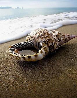 海螺圖片
