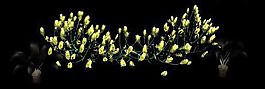 小黃花模型