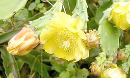 仙人掌花图片