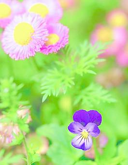 野花圖片