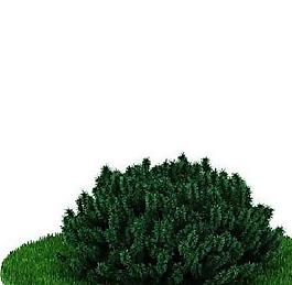 植物23