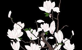玉蘭花素材