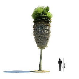 稀少植物