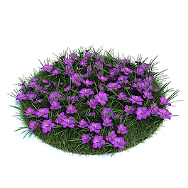 紫色的花卉