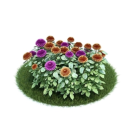 可愛的菊花