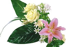 花朵素材