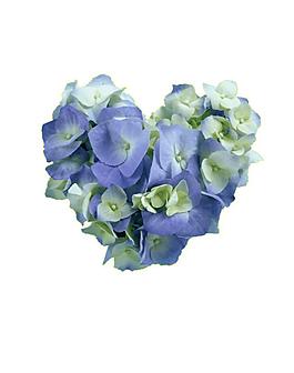 繡球花