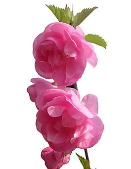花朵素材