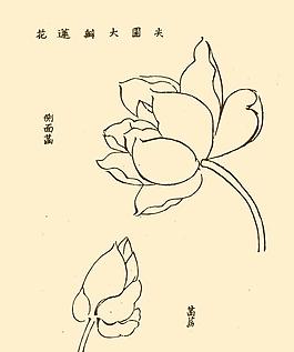 芥子園畫譜 花卉圖片