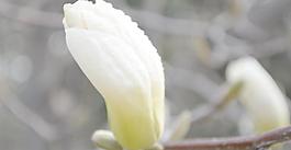 白玉蘭花圖片