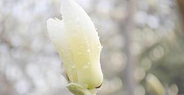 白玉蘭花圖片