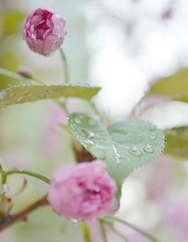 櫻花圖片