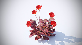 紅葉小植物