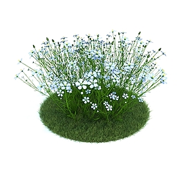 草坪植物