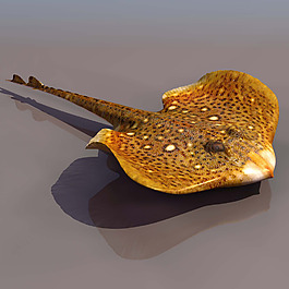 珍珠虹魚