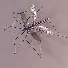 蚊子3d模型