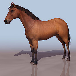 馬3d模型