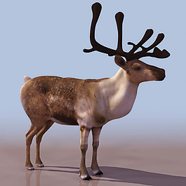 麋鹿3d模型