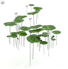 荷花模型