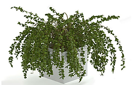 綠色盆景3D模型