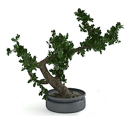 樹(shù)木盆景3D模型