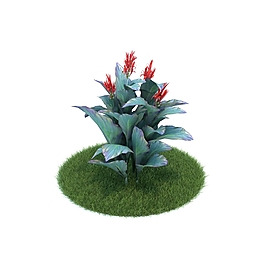 植物模型