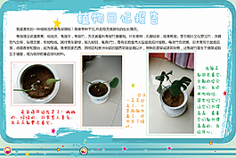 植物成長日記報告