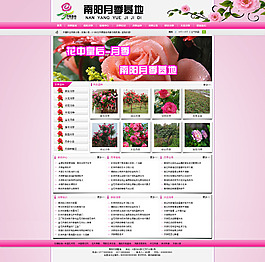 粉色月季