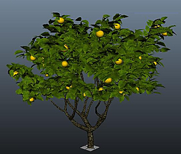 3D植物模型