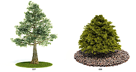 綠色植物模型