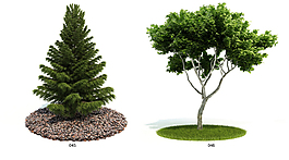 綠色植物