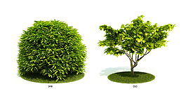 園林植物