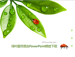 露珠PPT