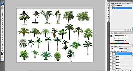 棕櫚植物ps素材