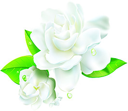 白花