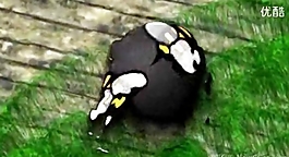 草地模板