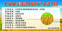 水稻增產示范工程