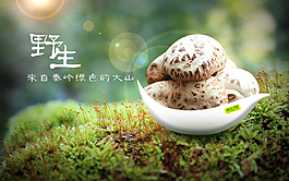 野生花菇海報(bào)