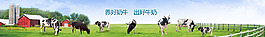 綠色自然的奶牛網(wǎng)站BANNER