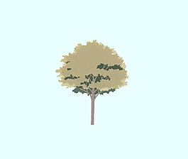 平面樹